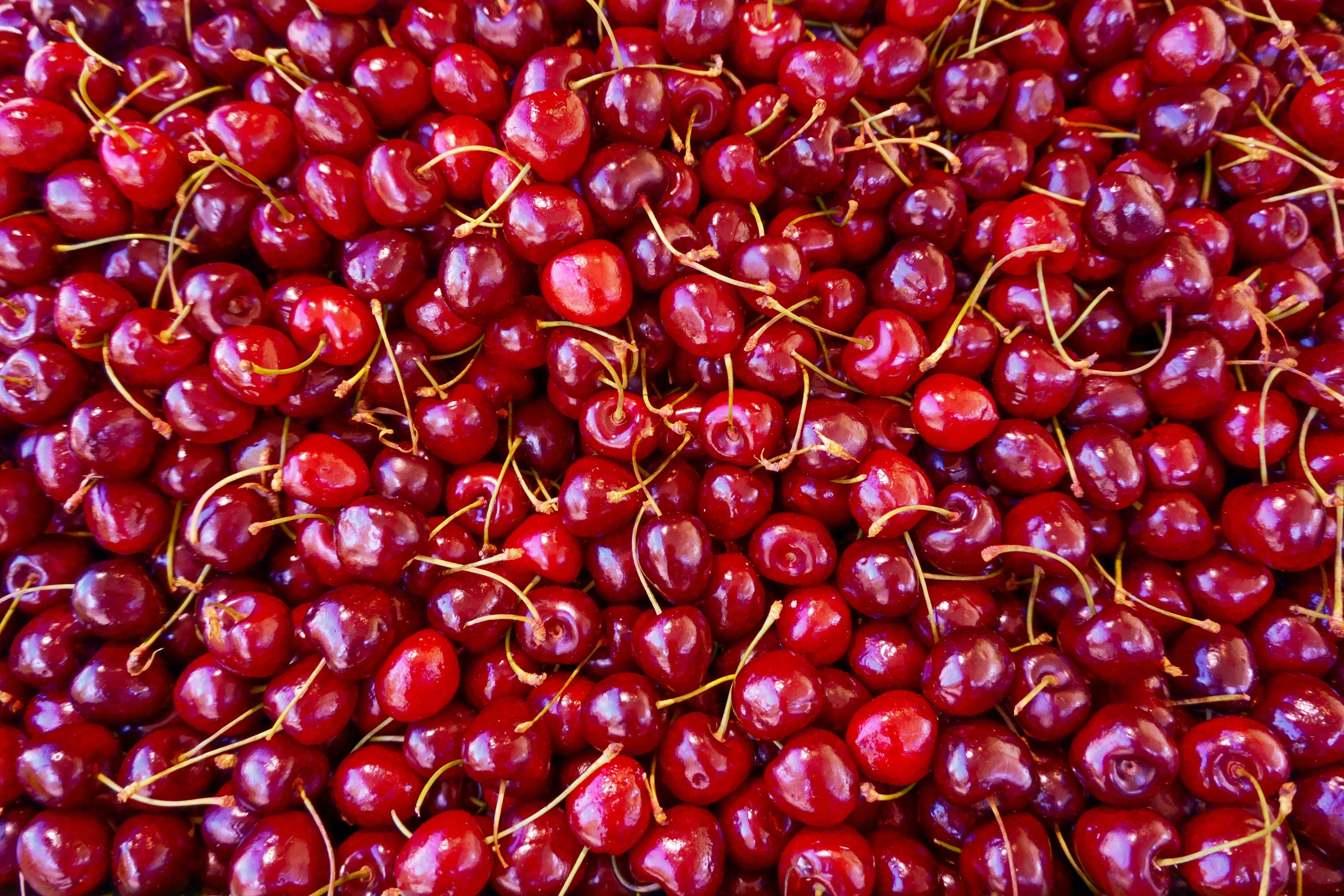 Freshly harvested sweet red cherries