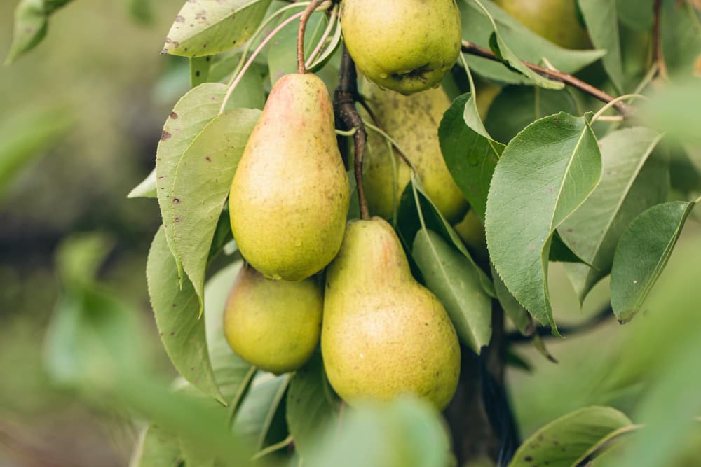 Export-quality Packham and Forelle pears